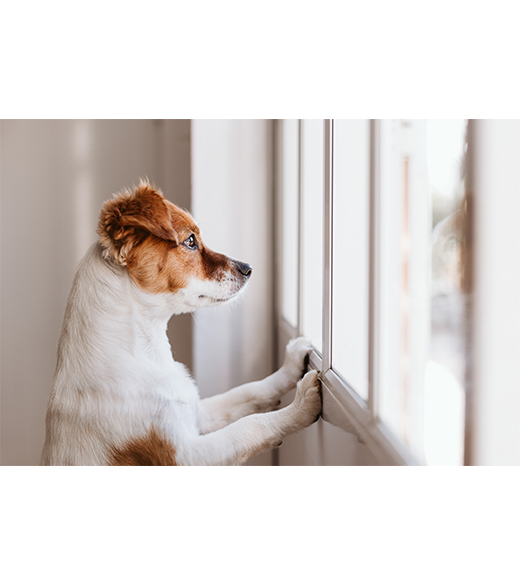 What Happens When the Owner of a Pet Dies? Help Ensure Their Future Lives by Adding Them to Your Estate Plan!